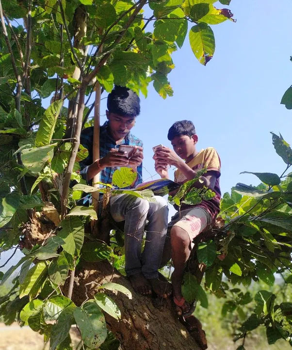  Poor network: Students climb trees for online classes in Odisha