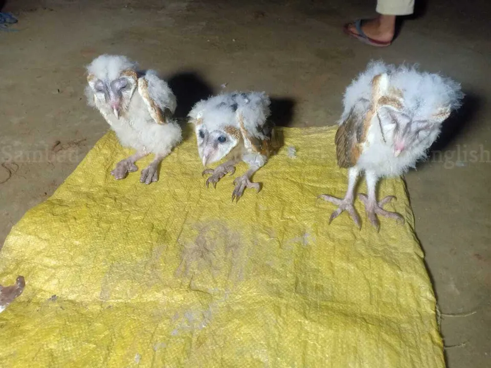 Rare barn owls rescued in Odisha