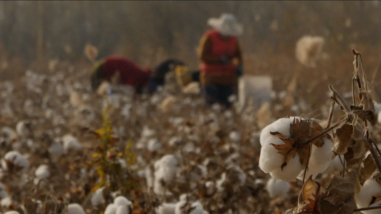  More Than Half A Million In Xinjiang Region Forced To Pick Cotton