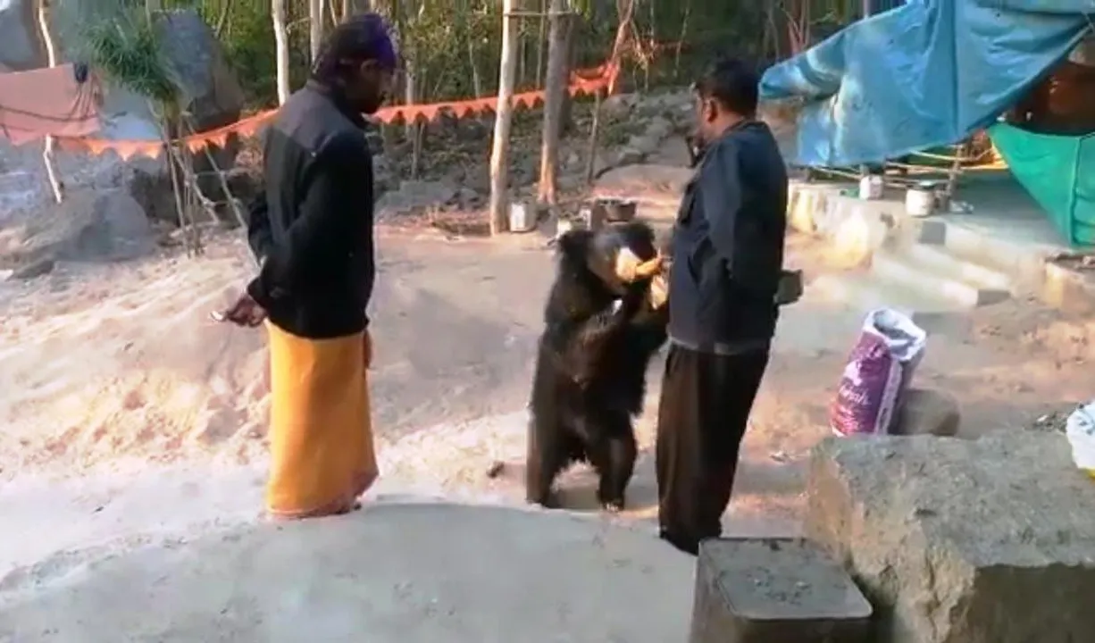  Rare sight: Bears visit Odisha temple to savor Prasadam