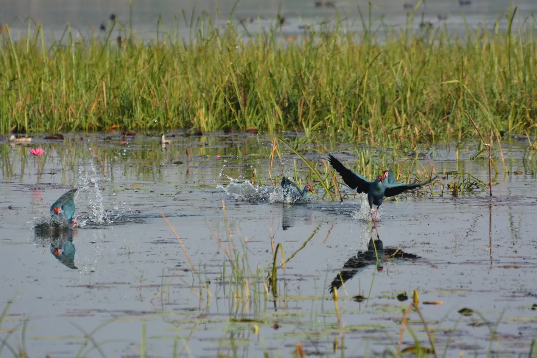  Asian Waterbird Census: Nearly 22,000 birds spotted in Odisha's Chandaka Wildlife Sanctuary