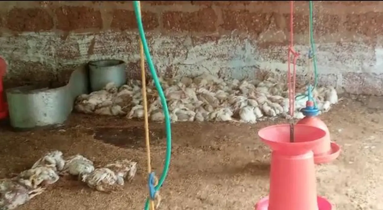  Bird flu scare: Hundreds of chickens die in Odisha's Khordha