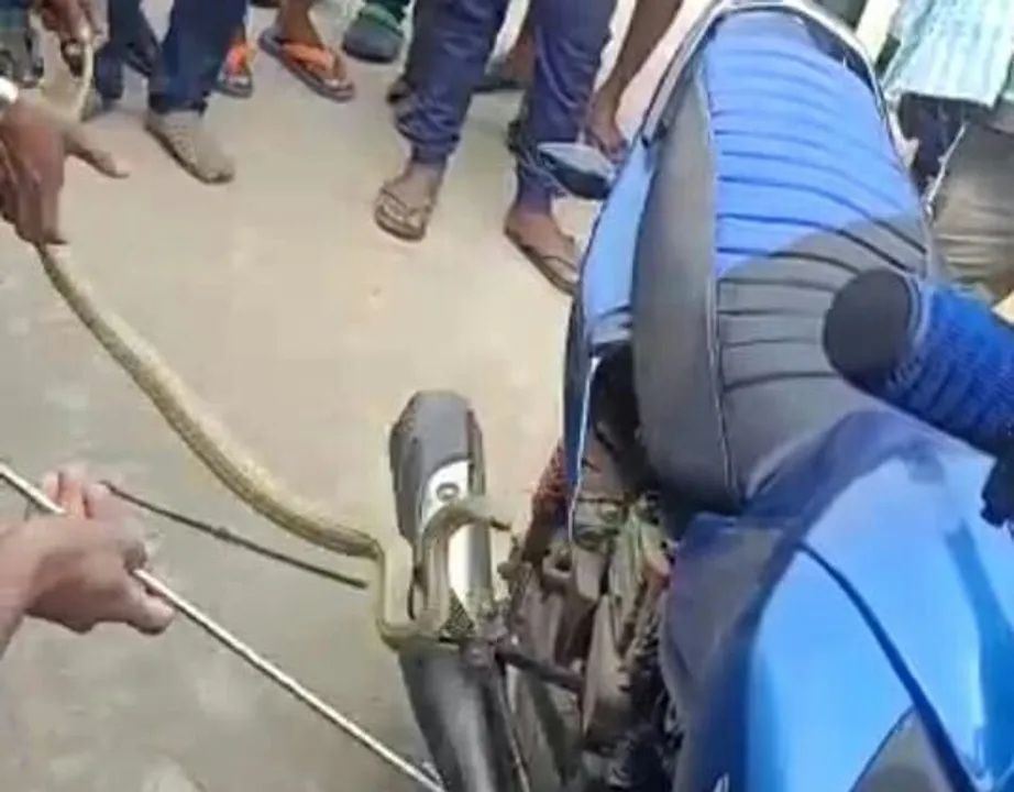  Cobra rescued from seat of motorcycle in Khordha
