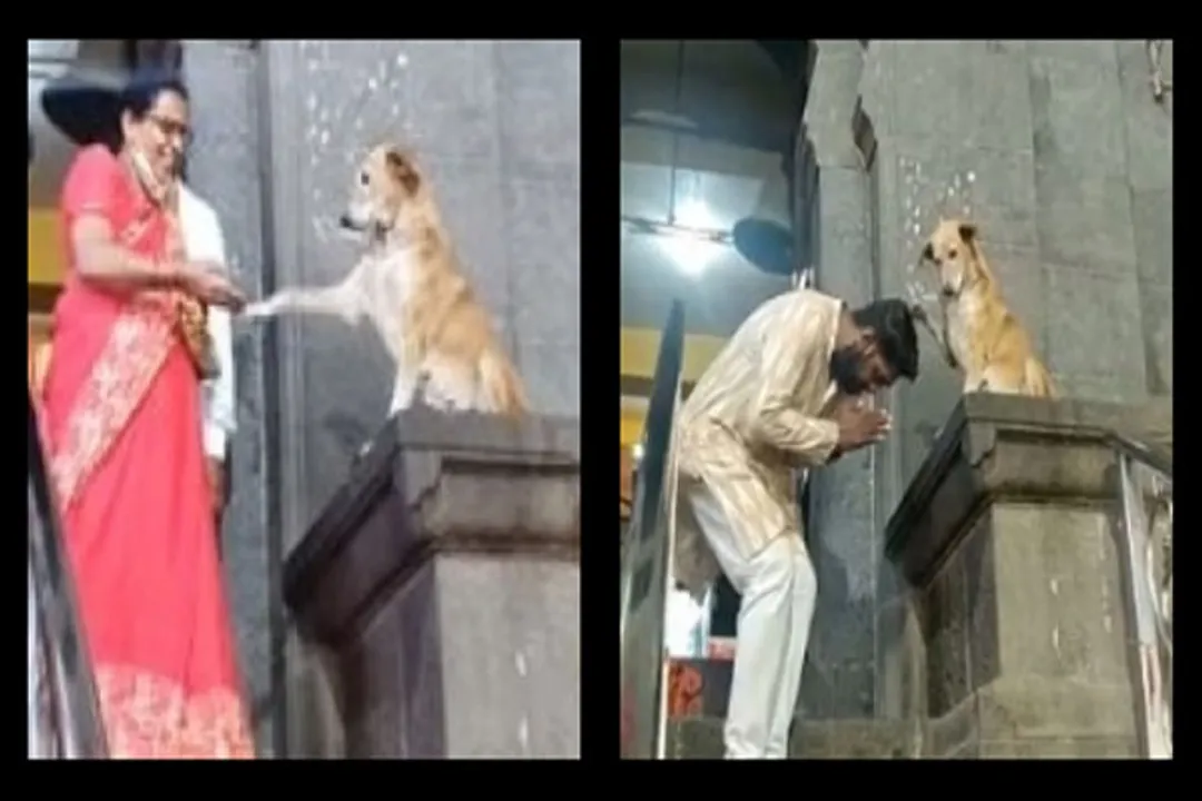  [WATCH] Devotees left 'pawstruck' after visiting this temple