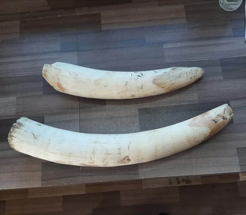  Ivory seized; two smugglers arrested in Odisha