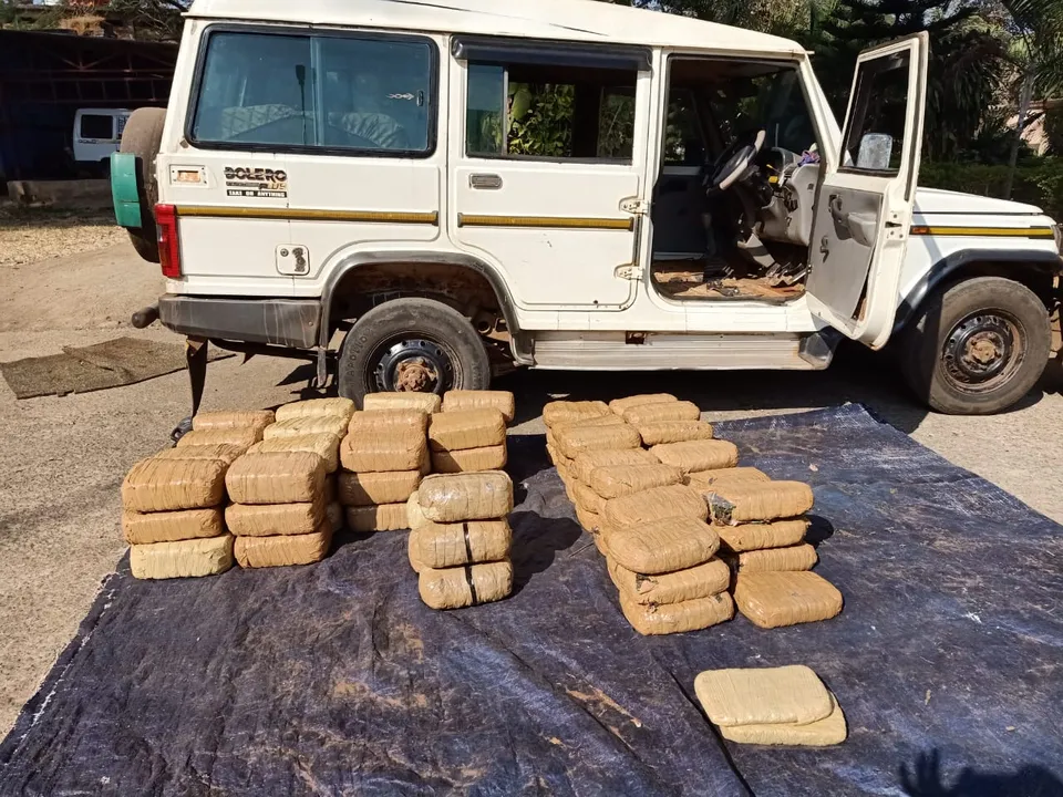  Over 2 quintal cannabis seized in Odisha's Koraput; one arrested