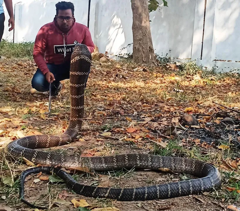  10-feet-long king cobra rescued in Odisha's Ganjam