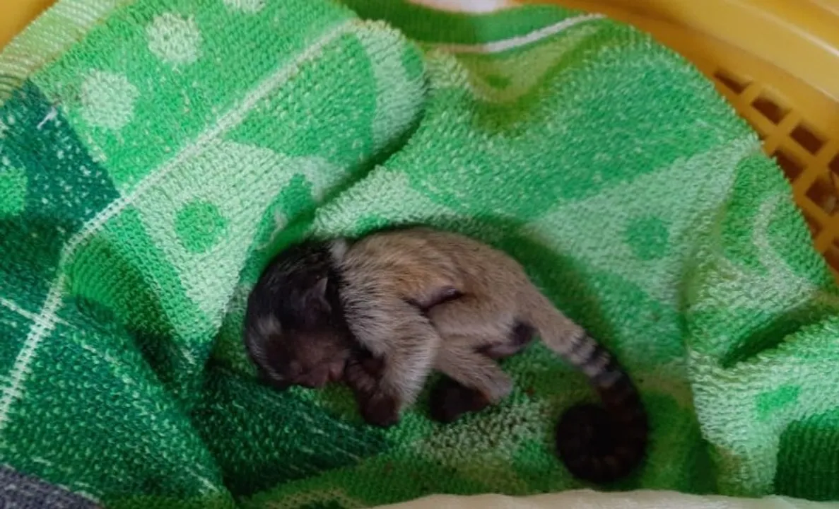  Marmoset gives birth to two infants in Odisha's Nandankanan zoo