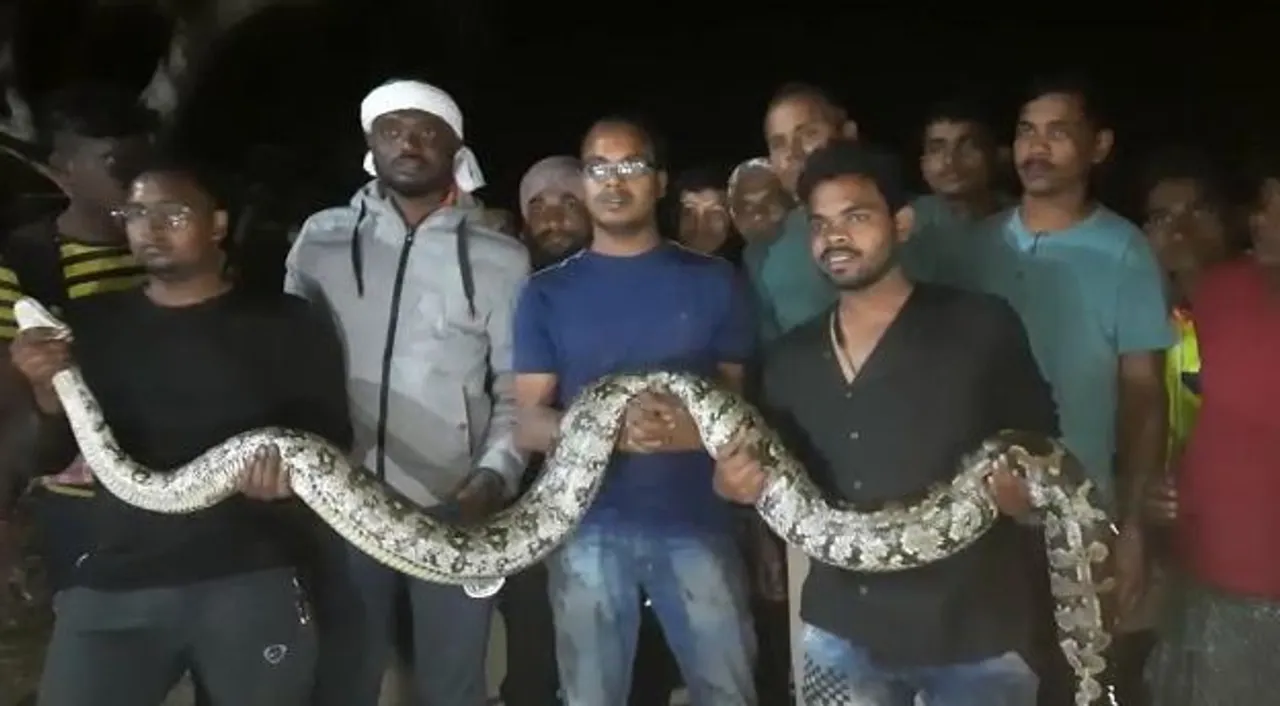  Two pythons rescued from excavator in Odisha's Ganjam