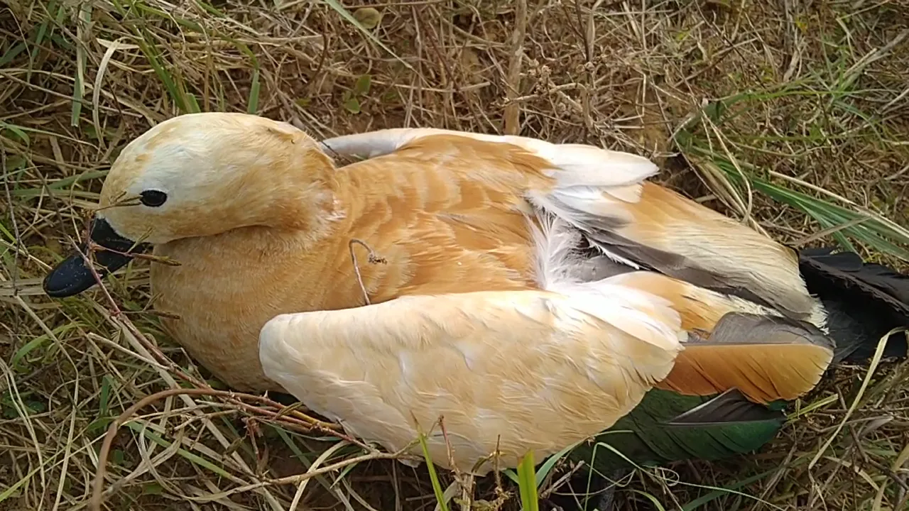  Bird flu scare: Migratory birds found dead in Odisha