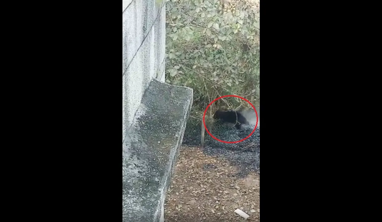  Watch: Bear on prowl inside FM University campus as students panic