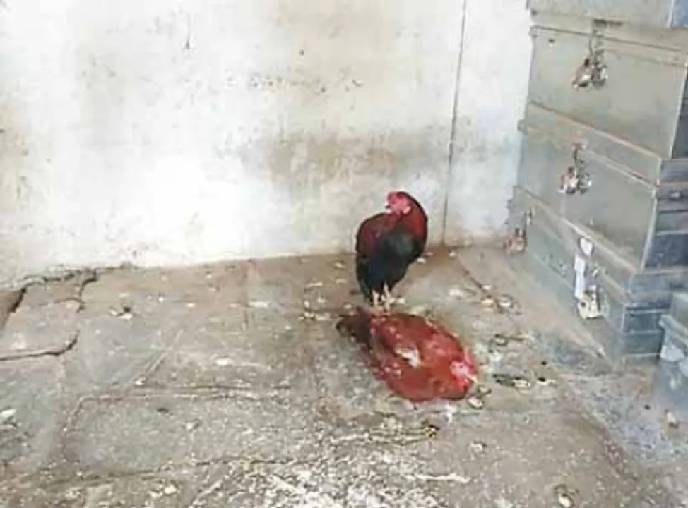  Two cocks under police custody over gambling!