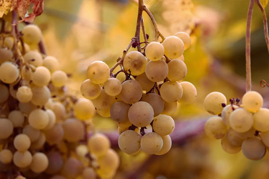  Eating grapes may protect against sunburn, UV damage to skin