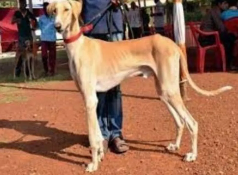  IAF gets 'desi' dogs to scare away birds from runways