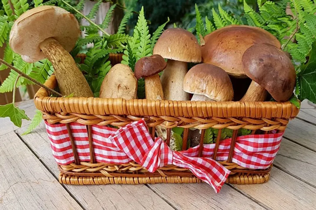  Adding mushroom to your diet makes it more nutritious: Study