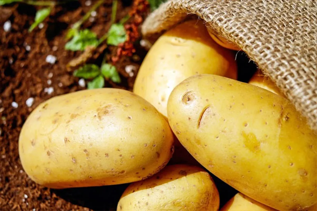  Two new potato varieties to improve yield by 25%