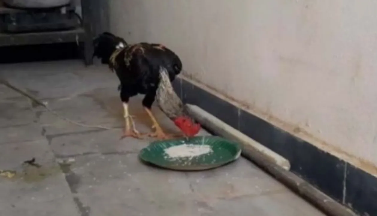  Rooster to be produced in court for accidentally killing owner