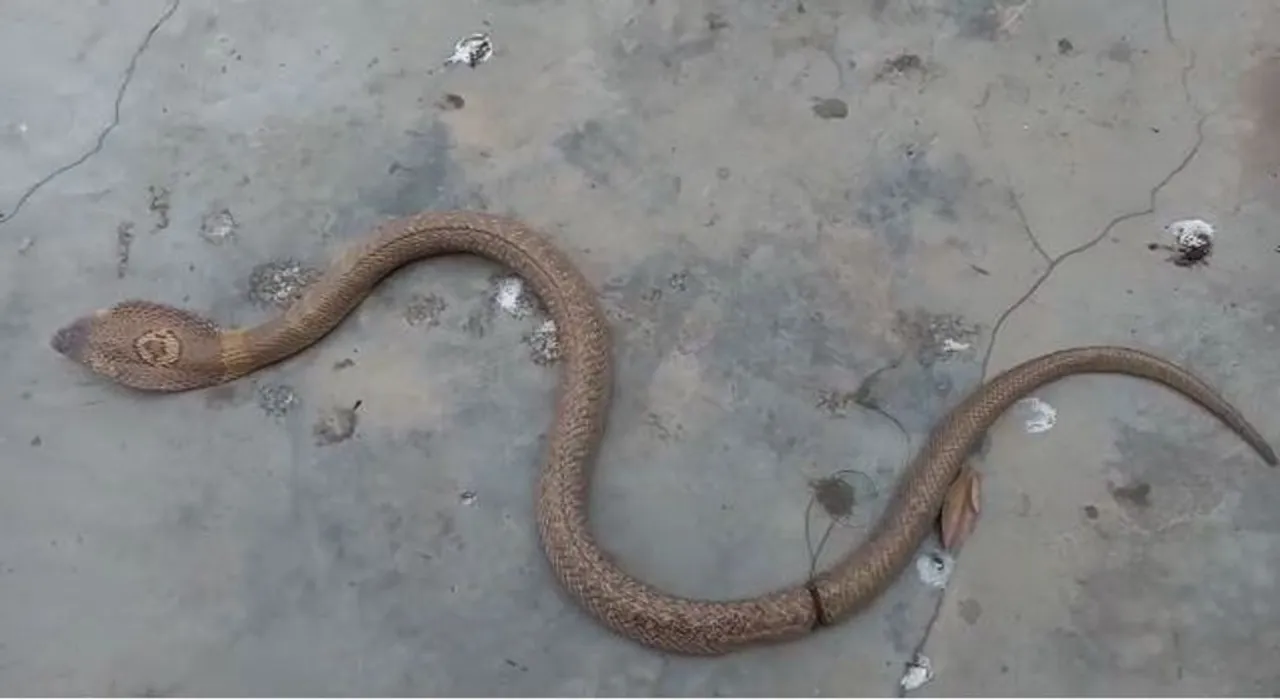  Snared 5-ft-long Monocled Cobra recovering at OUAT