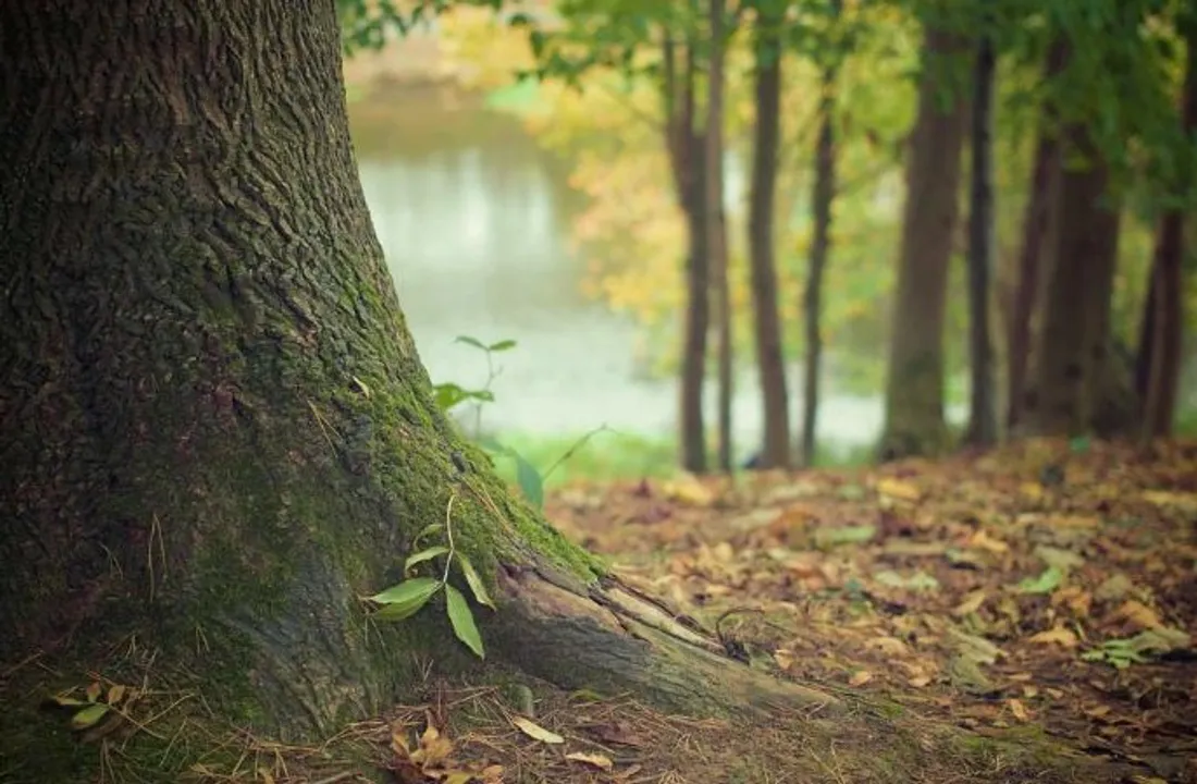  Odisha Budget 2021: Paperless budget saves 2000 large trees