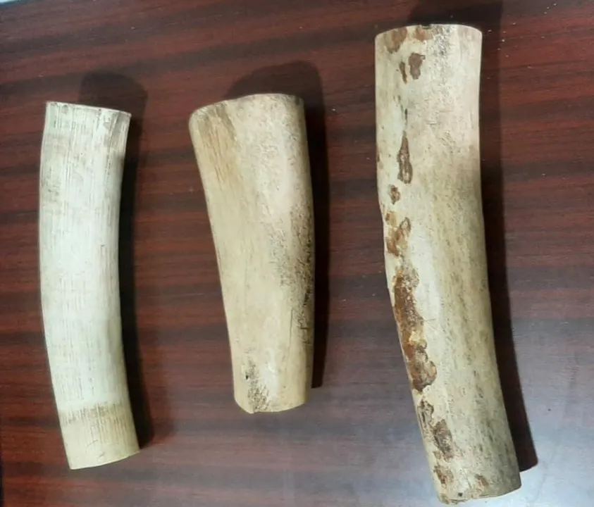  Elephant tusks seized in Odisha, three held