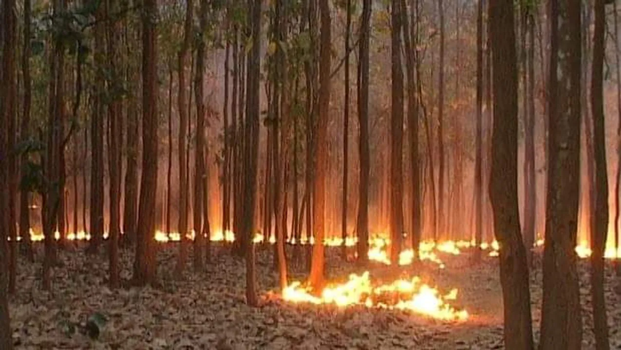  Similipal wildfire: 10 days on, no end in sight!