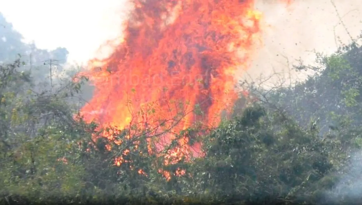  Forest fire breaks out near Chandaka Sanctuary [Watch]