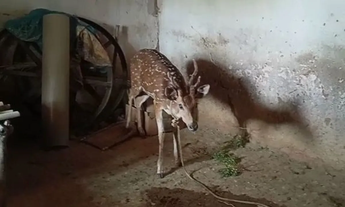  [Watch] Similipal Fire: Affected by inferno, deer heads towards human habitation