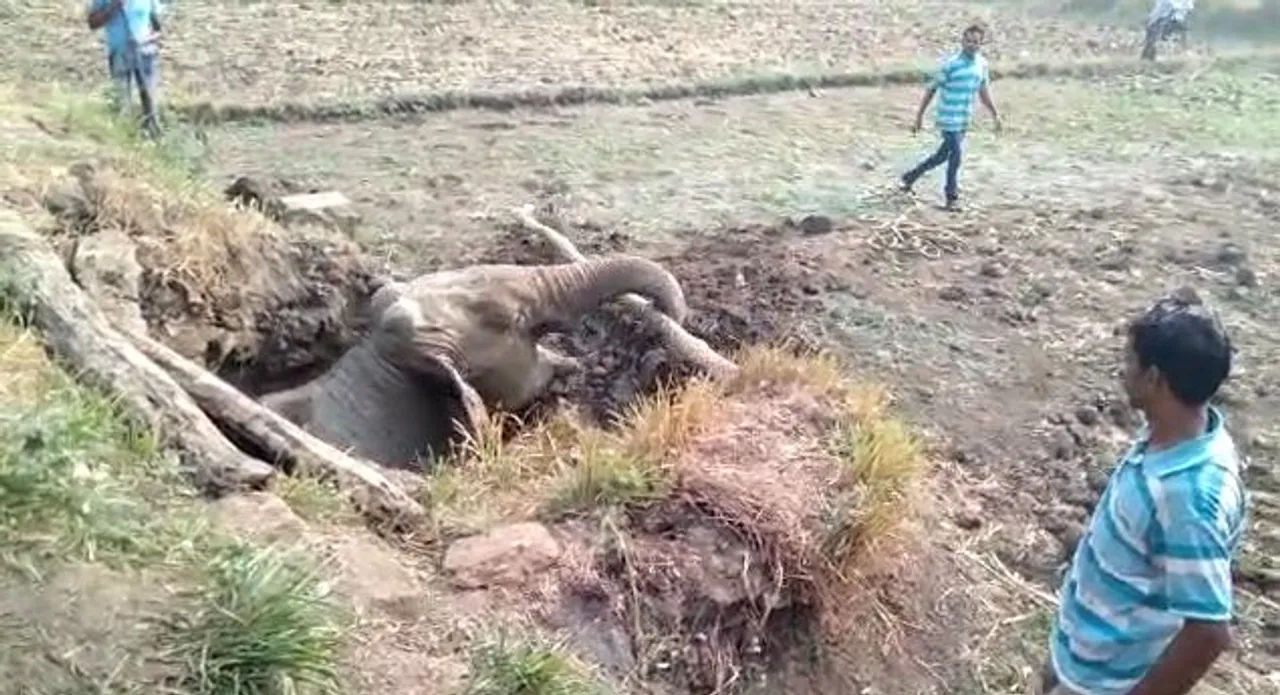  [Watch] Elephant falls into pit in Odisha's Angul