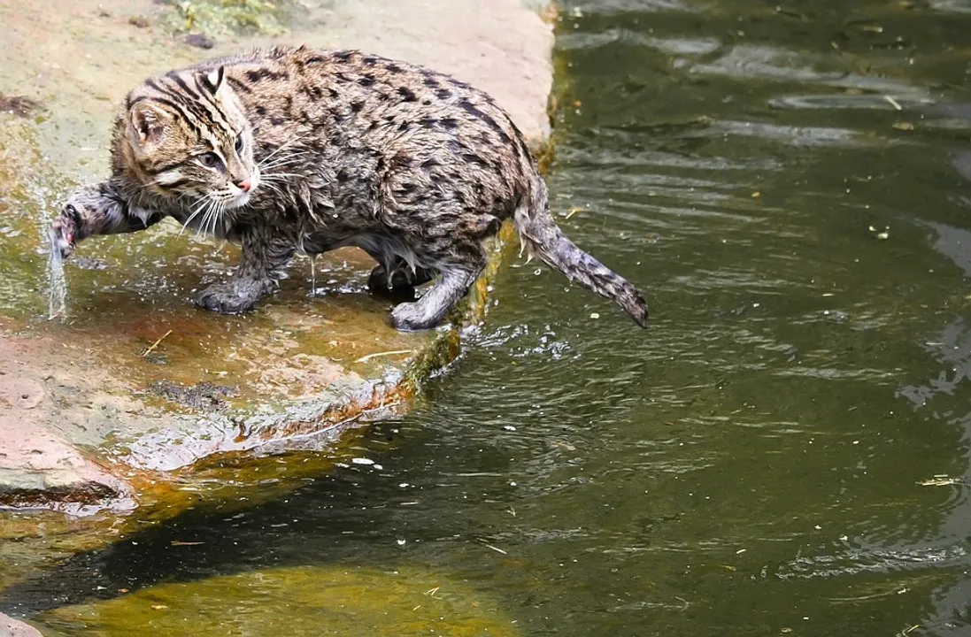  First-ever fishing cat census begins in Odisha