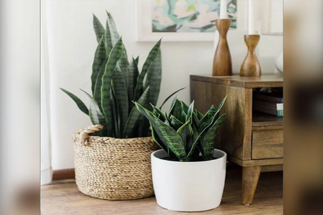  6 indoor plants that can induce sleep
