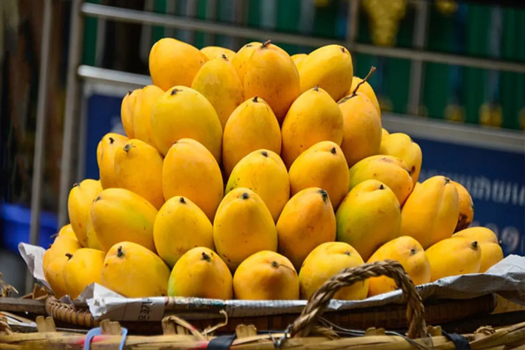  Covid surge casts shadow on mango business in UP