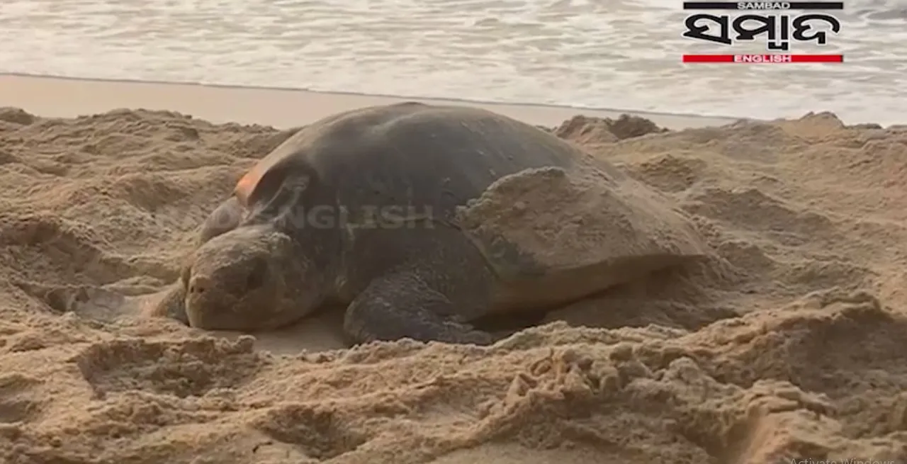  [Watch] Mass nesting of Olive Ridley turtles starts in Odisha’s Puri