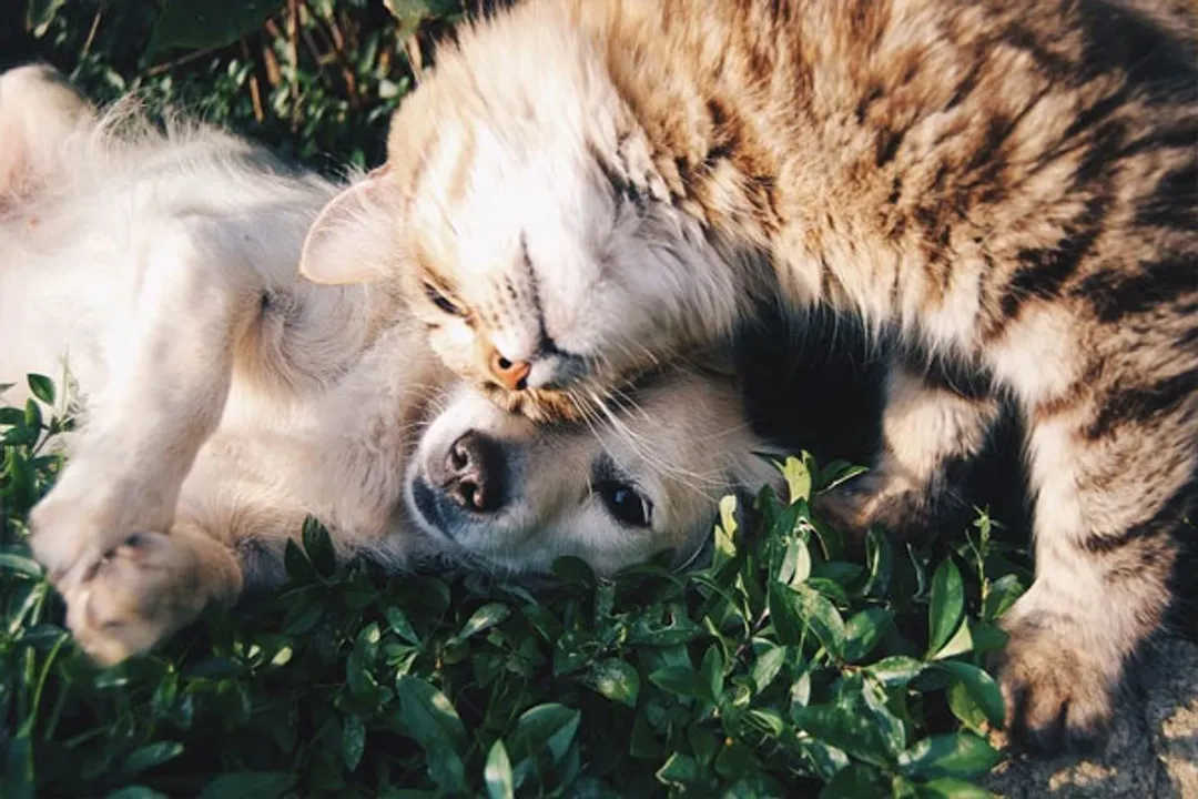  New COVID-19 variants are deadly for pets too