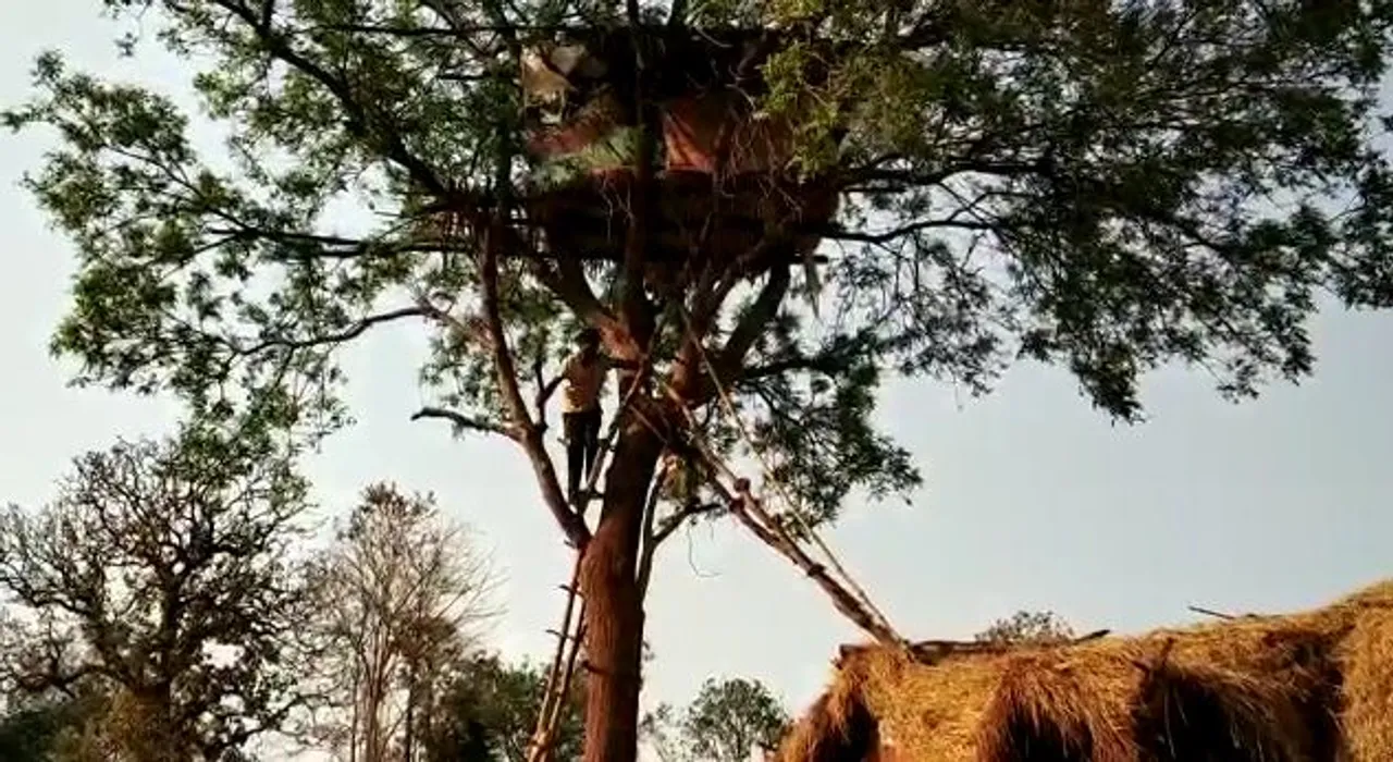  [Watch] Elephant menace forces Odisha villagers to move to tree houses