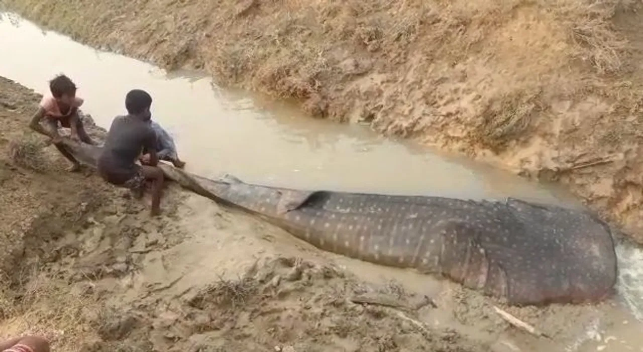  [Watch] Whale shark found dead in nullah in Odisha