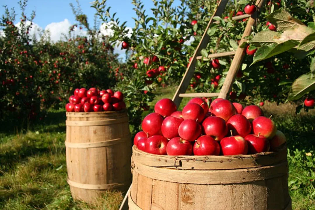  6 ways buying organic can help save the planet