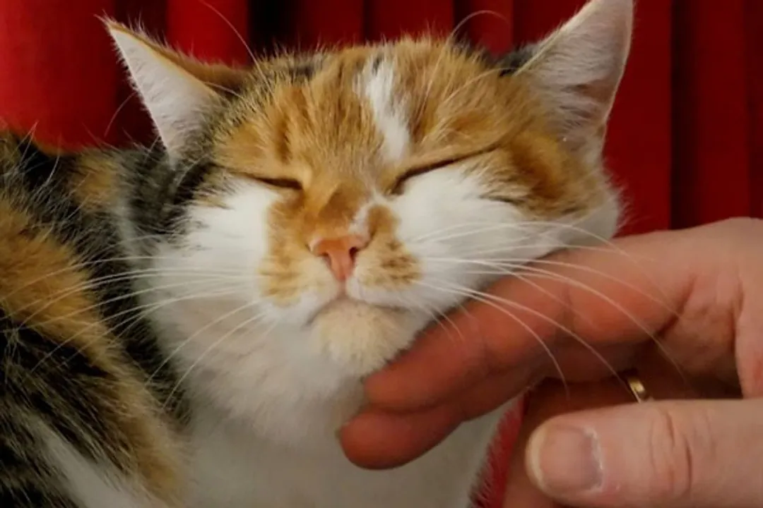  Human to cat transmission of Covid virus found in UK