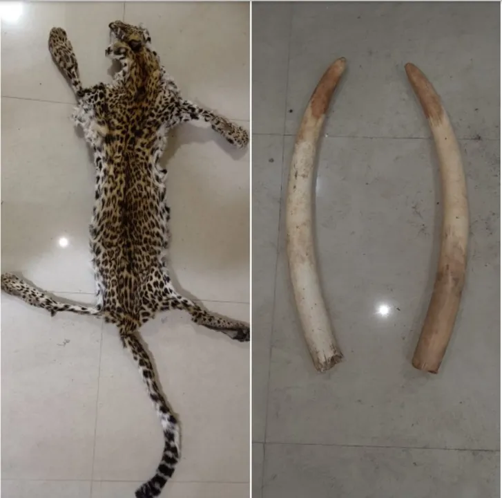  Wildlife trafficking: Leopard skin, elephant ivory seized in Odisha; 2 arrested