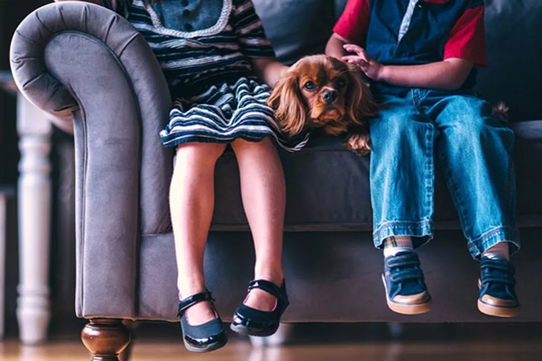  Pets eased children's loneliness in lockdown: Study