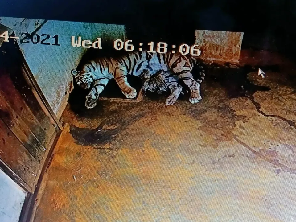 Three cubs born in Odisha's Nandankanan Zoo