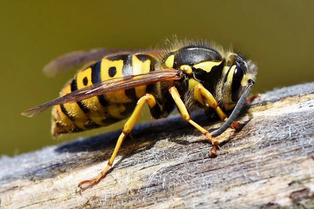  Like bees, wasps 'valuable' for ecosystems, human health