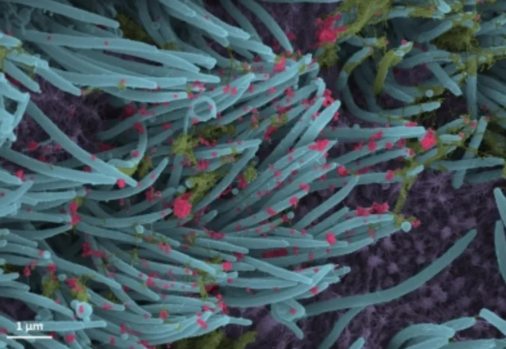  Decoded: How antibodies neutralise COVID infection