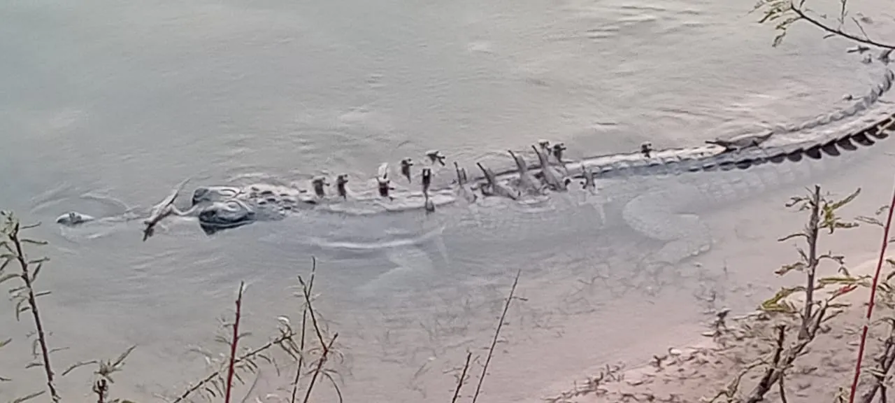 After 4 decades, baby Gharials back in Satkosia