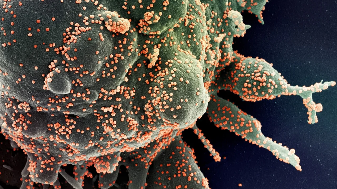  Human brain cells not infected by COVID-19