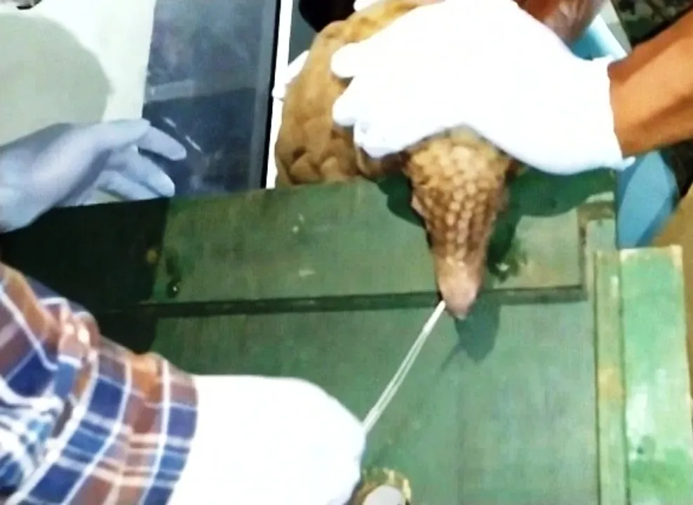  Pangolin rescued from poacher undergoes COVID-19 test in Odisha