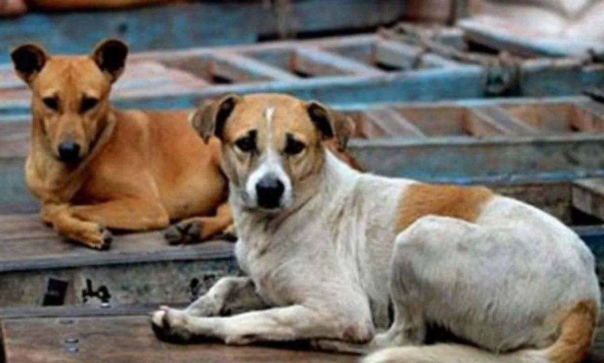  Lockdown: Odisha CM sanctions Rs 60 lakh to feed stray animals