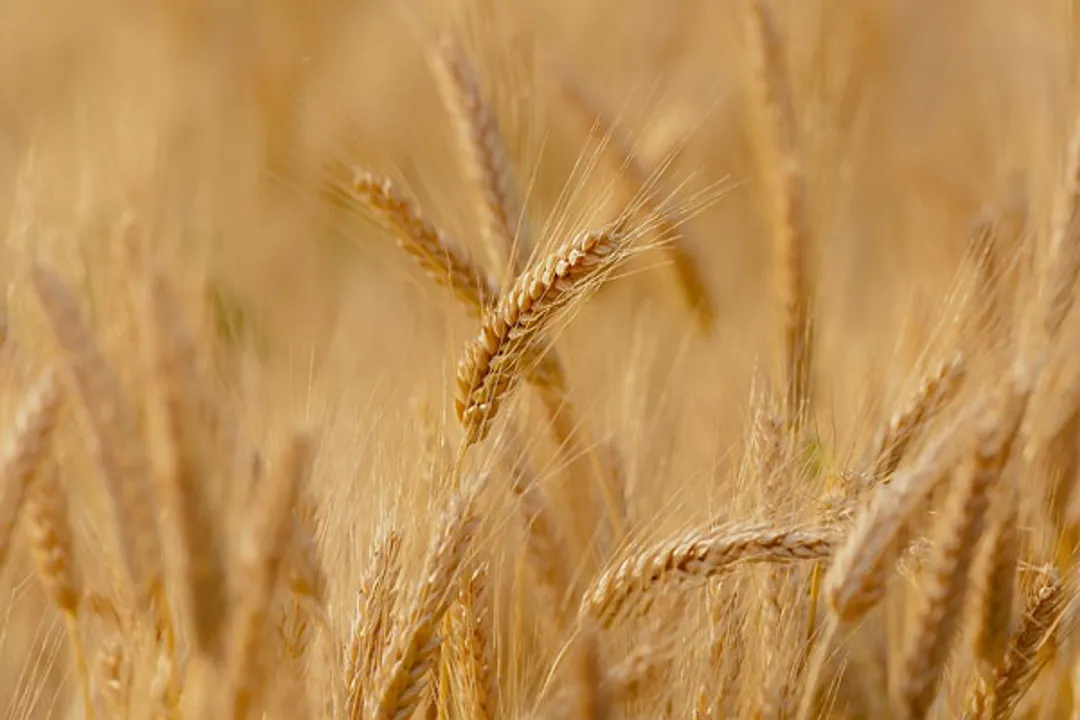  Punjab procures 125L MT wheat