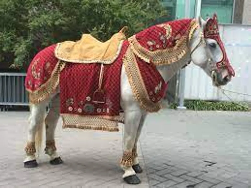  Dalit youth who had dream of riding horse on his wedding faces bizarre problem; read details here