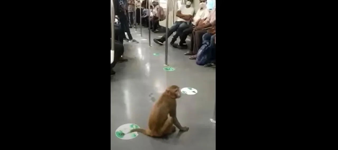  Watch: Monkey travels in Delhi Metro; Video goes viral