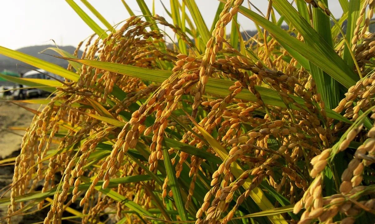  How Cyclone Yaas helped rice farming